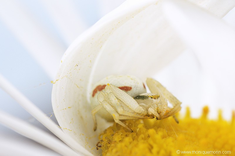 Misumène cagneuse - Misumena vatia