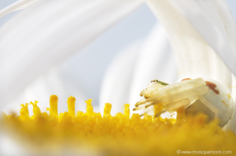 Misumène cagneuse - Misumena vatia