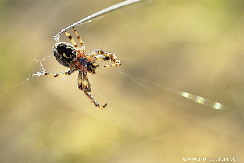 Épeire des roseaux  - Larinioides cornutus