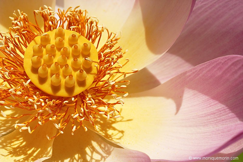 VOYAGE DE L' ÂME... Lotus sacré - Nelumbo nucifera - Sacred Lotus