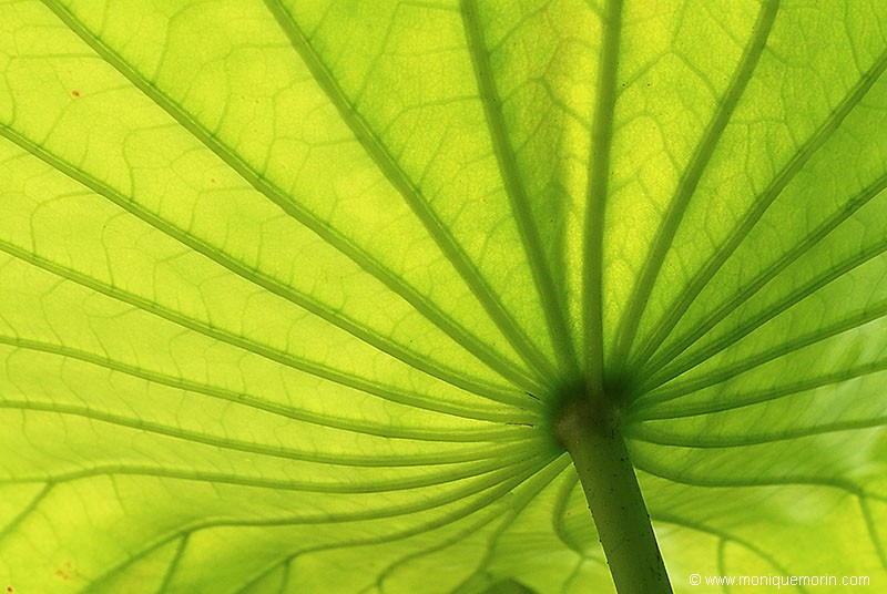 Nón lá... Lotus sacré - Nelumbo nucifera - Sacred Lotus