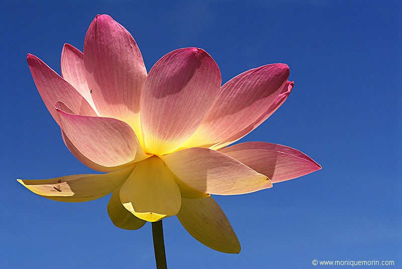 LA DIVINE... Lotus sacré - Nelumbo nucifera - Sacred Lotus
