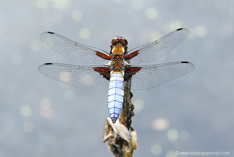 Libellule déprimée - Libellula depressa