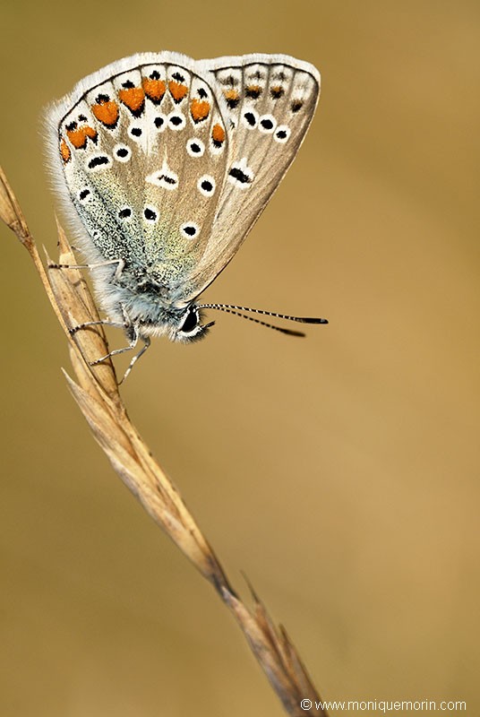 Azuré commun - Polyommatus icarus