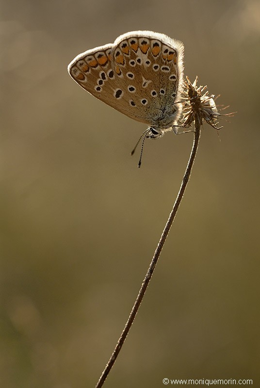 Azuré commun - Polyommatus icarus