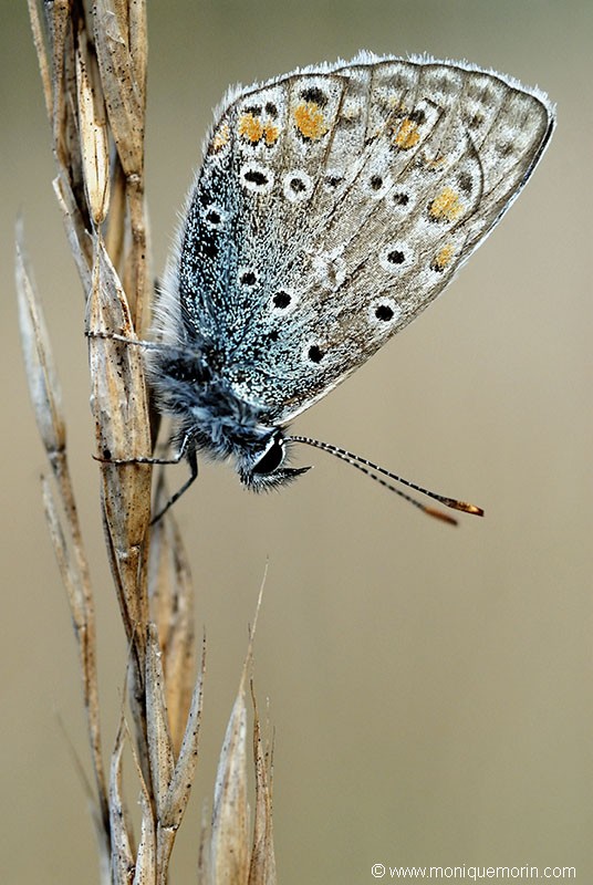 Azuré commun - Polyommatus icarus
