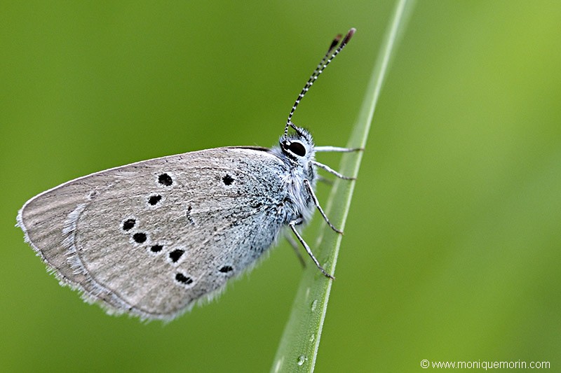 Demi-Argus - Polyommatus semiargus