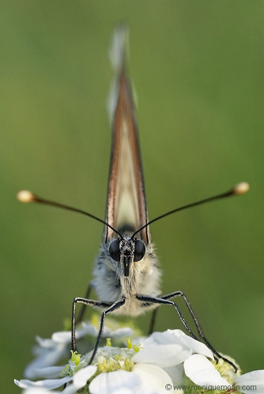 Gazé - Aporia crataegi