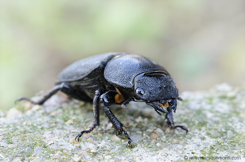 Lucane cerf-volant - Lucanus cervus