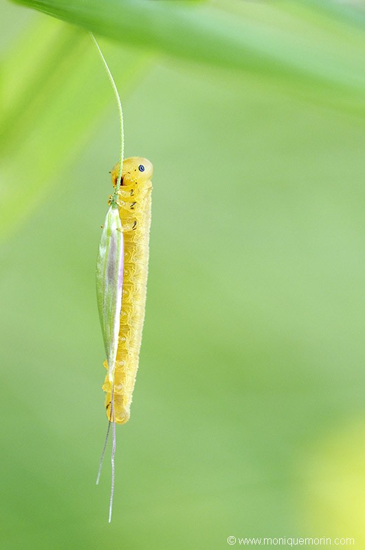 Fausse chenille - Tenthredo