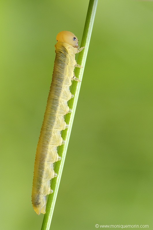 Fausse chenille - Tenthredo