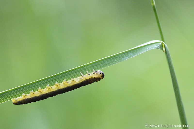 Fausse chenille - Tenthredo