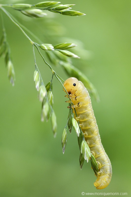 Fausse chenille - Tenthredo