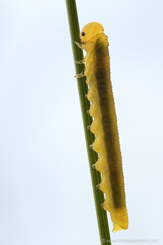 Fausse chenille - Tenthredo