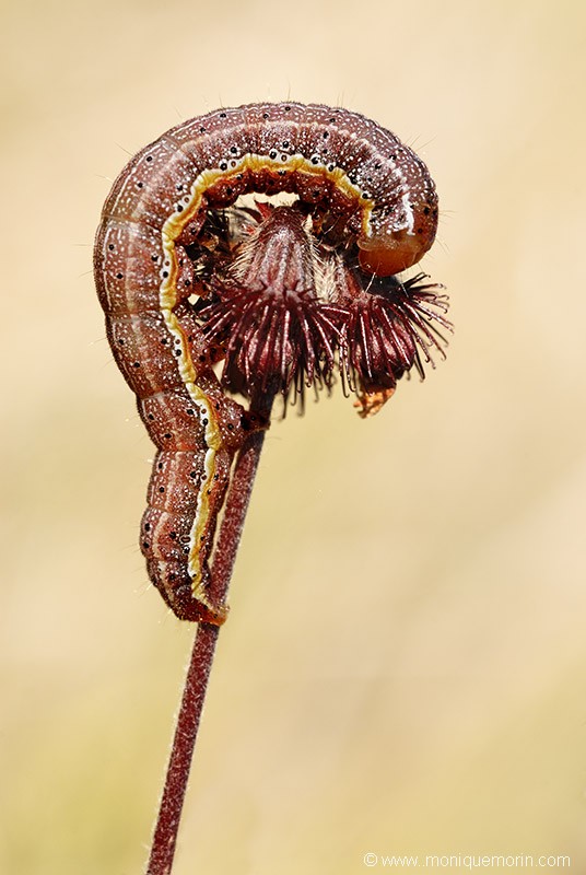 Noctuelle du potager - Lacanobia oleracea