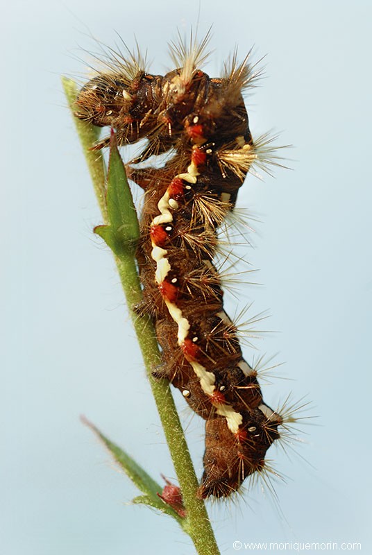 Noctuelle de la patience - Acronicta rumicis
