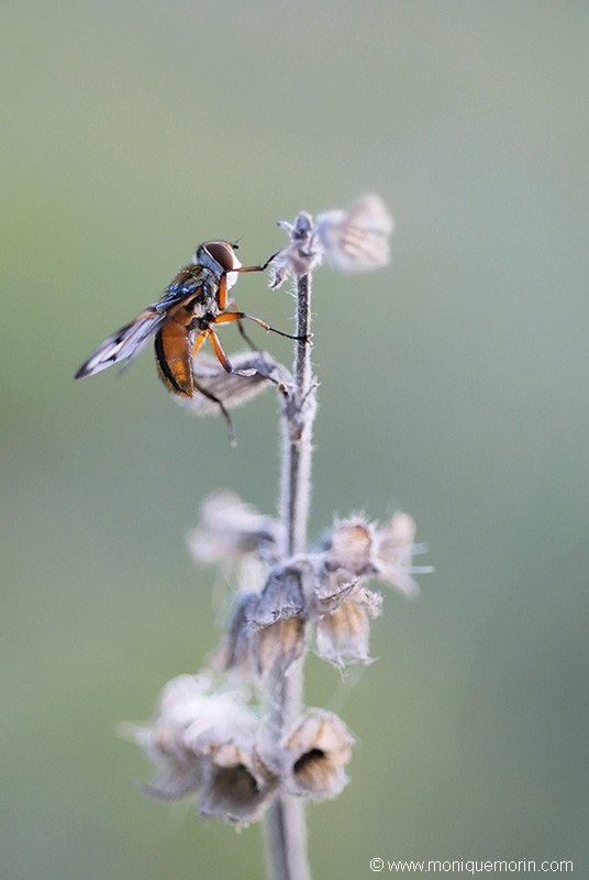 Phasie crassipenne - Ectophasia crassipennis