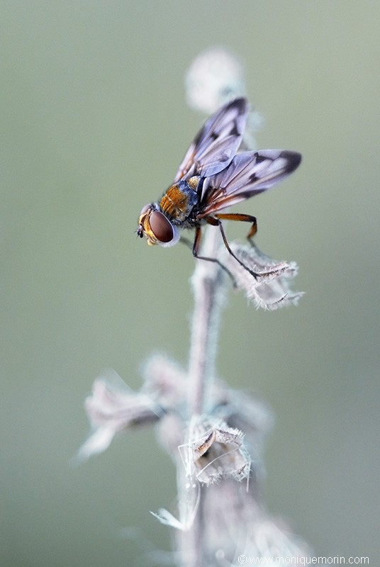 Phasie crassipenne - Ectophasia crassipennis