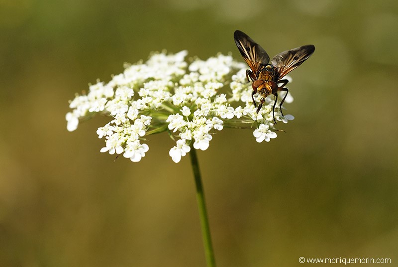 Phasie crassipenne - Ectophasia crassipennis
