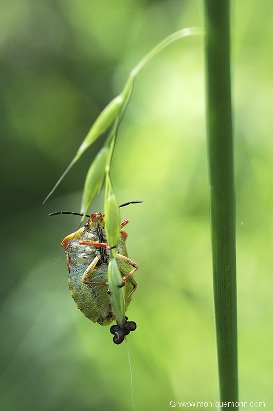 Punaise à pattes rouges - Carpocoris purpureipennis