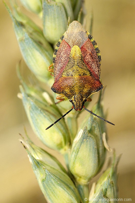 Punaise à pattes rouges - Carpocoris purpureipennis