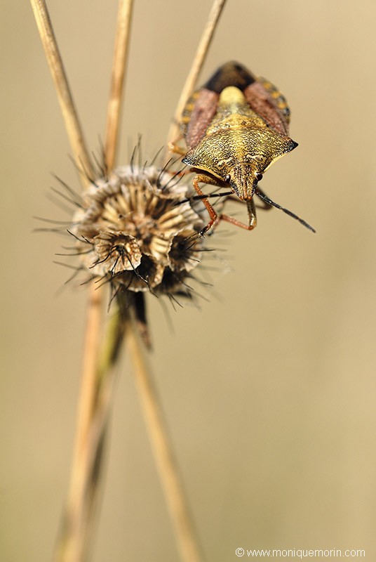 Punaise à pattes rouges - Carpocoris purpureipennis