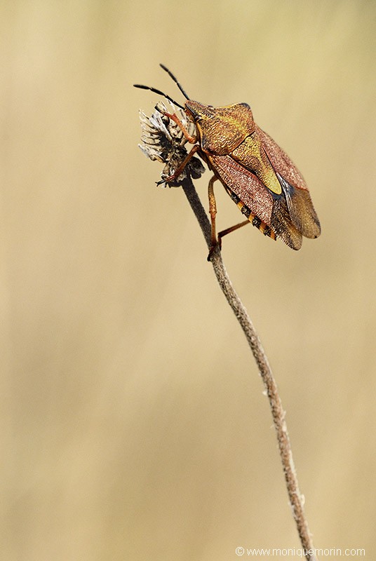 Punaise à pattes rouges - Carpocoris purpureipennis