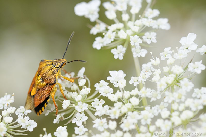 Punaise à pattes rouges - Carpocoris purpureipennis