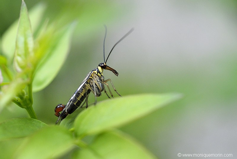 Mouche-scorpion - Panorpa communis