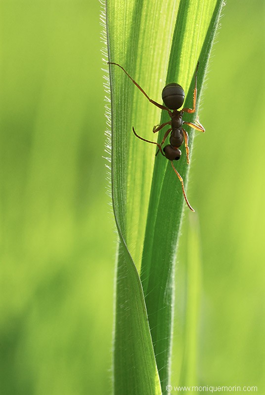Fourmi noire des jardins - Lasius niger