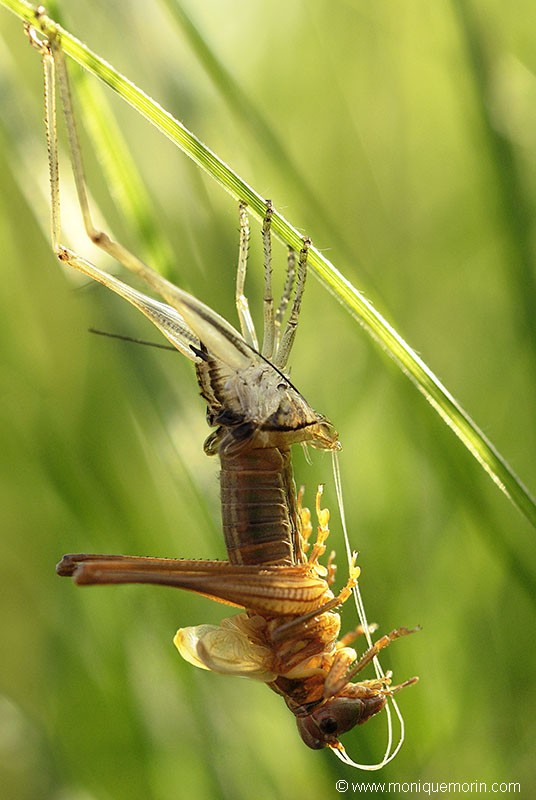 Decticelle bariolée.... Metrioptera roeseli