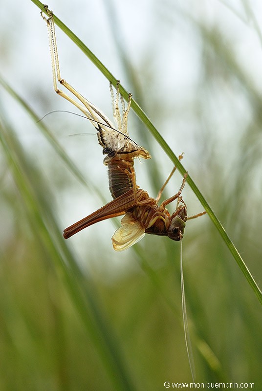 Decticelle bariolée.... Metrioptera roeseli