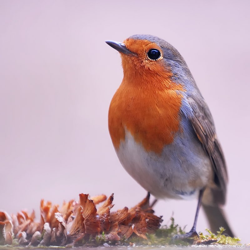Rougegorge familier - Erithacus rubecula