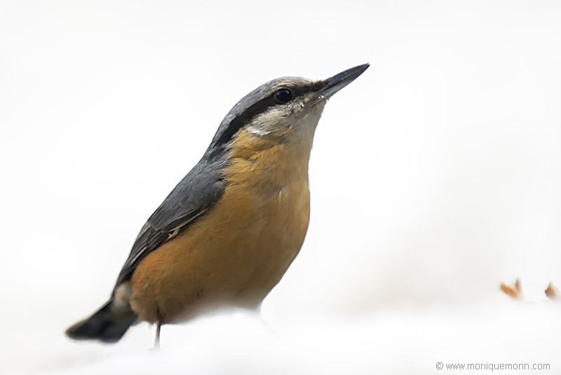 Sittelle torchepot - Sitta europaea