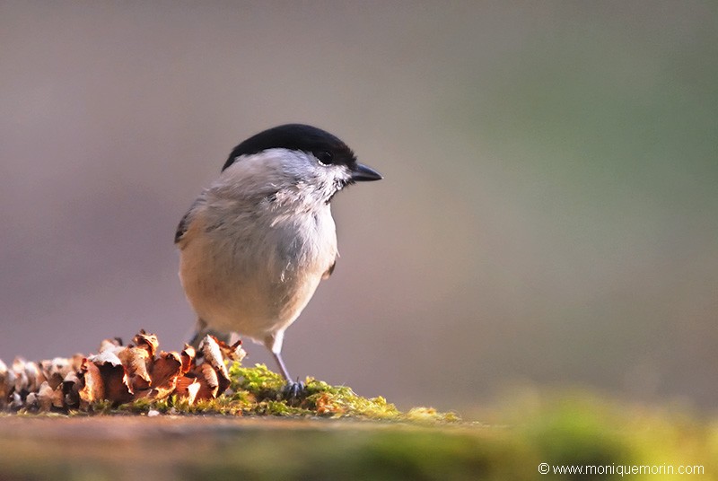 Mésange nonnette - Parus palustris
