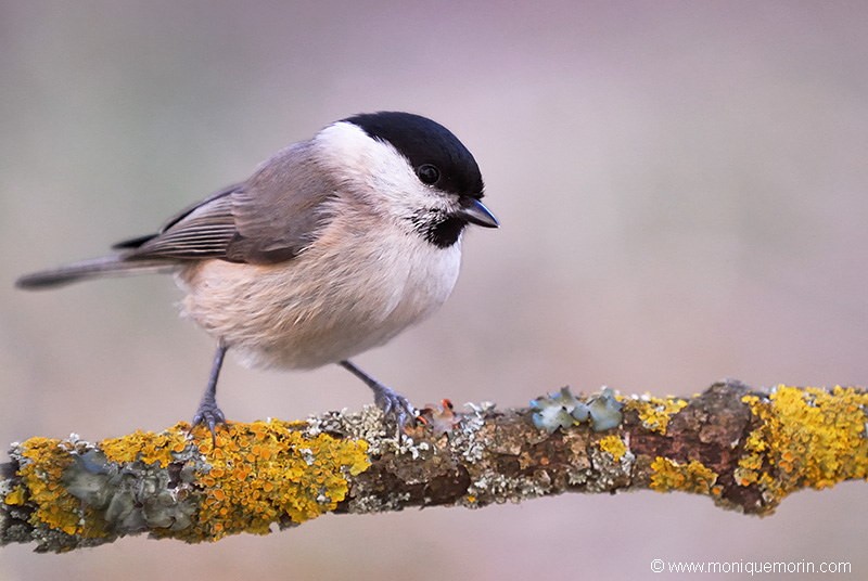 Mésange nonnette - Parus palustris