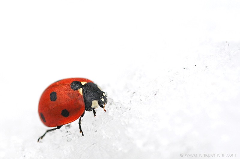 Coccinelle à 7 points - Coccinella septempunctata