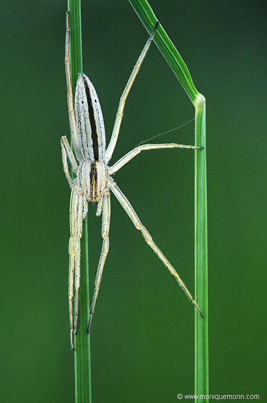 Tibellus oblongus