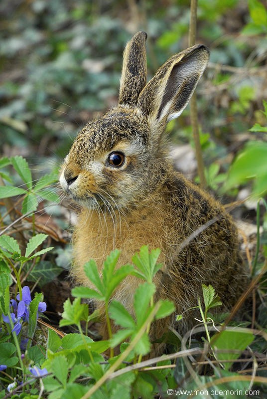 Lièvre brun - Lepus europaeus