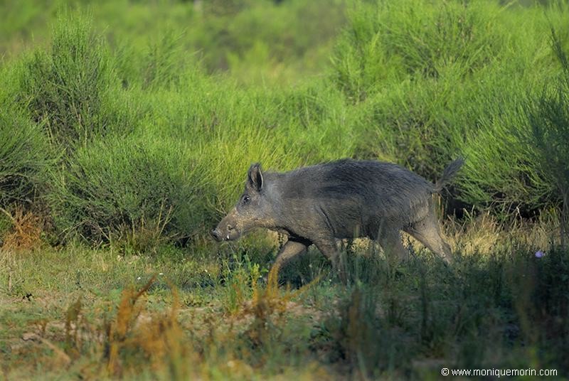 LE HORS LA LOI... Sanglier - Sus scrofa - Wild boar