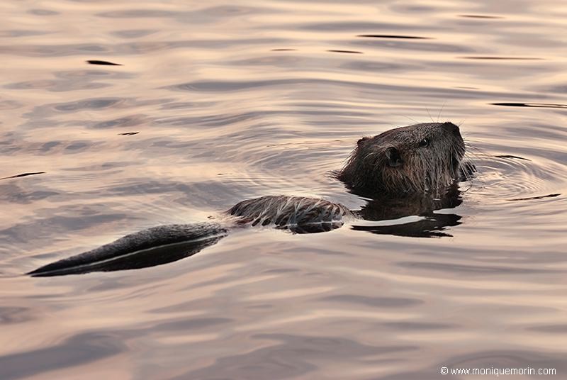 JUSTICE POUR UN INNOCENT... Ragondin - Myocastor coypus - Coypu