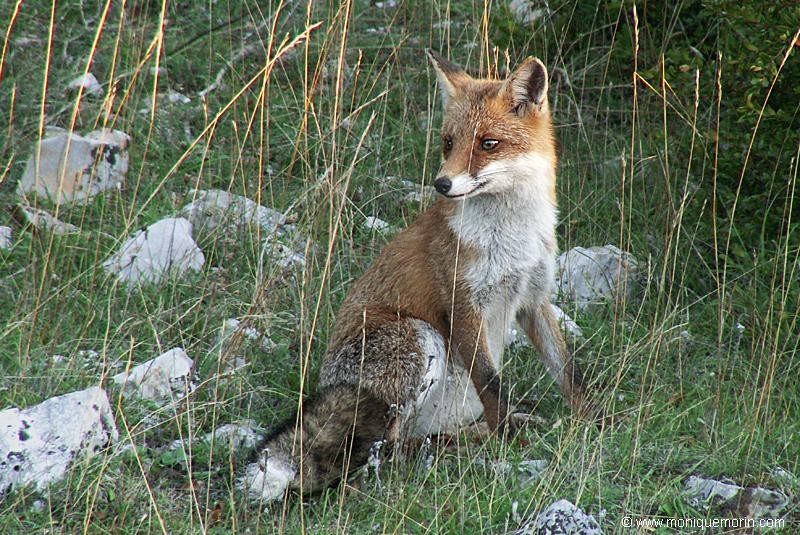 LA LOI DU SILENCE... Renard roux - Vulpes vulpes - Red Fox
