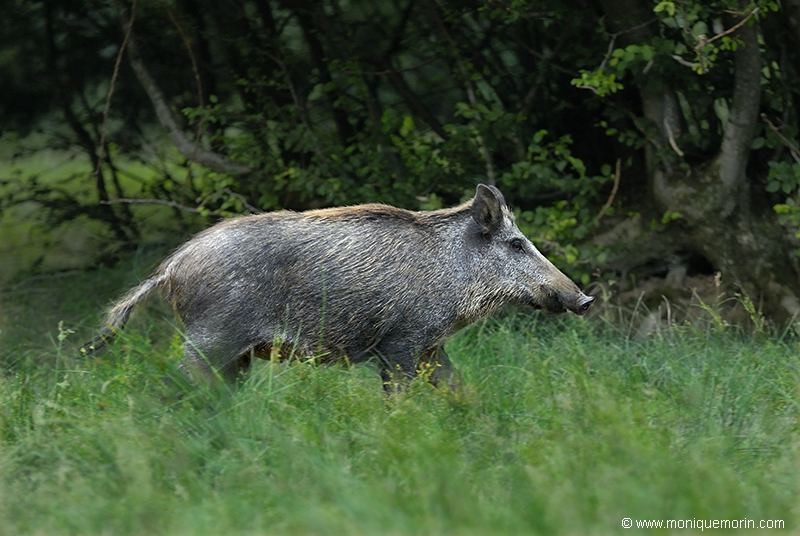 VIVRE ET LAISSER MOURIR... Sanglier  - Sus scrofa - Wild Boar