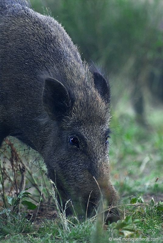 &nbsp&nbsp&nbsp&nbsp&nbsp&nbspLE FAUX COUPABLE... Sanglier - Sus scrofa - Wild boar