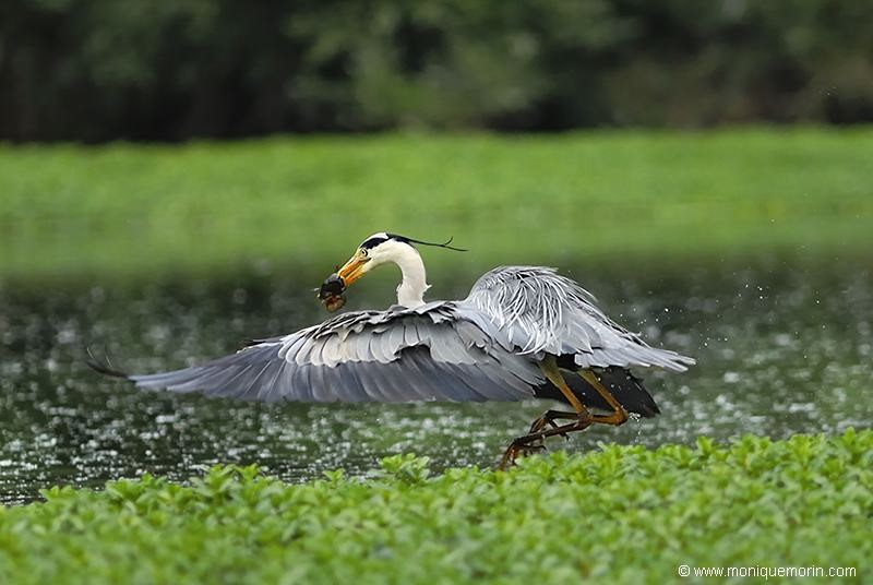 Héron cendré - Ardea cinerea