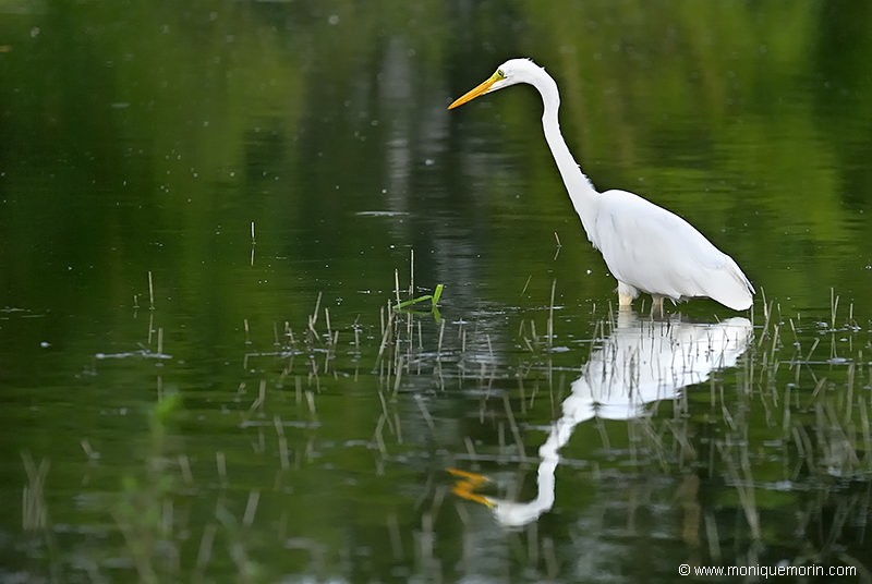Grande aigrette - Ardea alba
