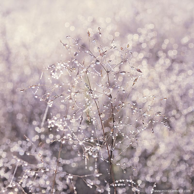 Perles de rosée