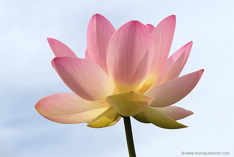 ÉLÉVATION... Lotus sacré - Nelumbo nucifera - Sacred Lotus