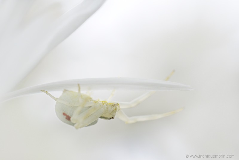 Misumène cagneuse - Misumena vatia