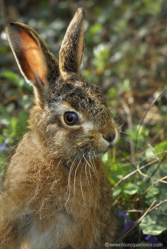 Lièvre brun - Lepus europaeus